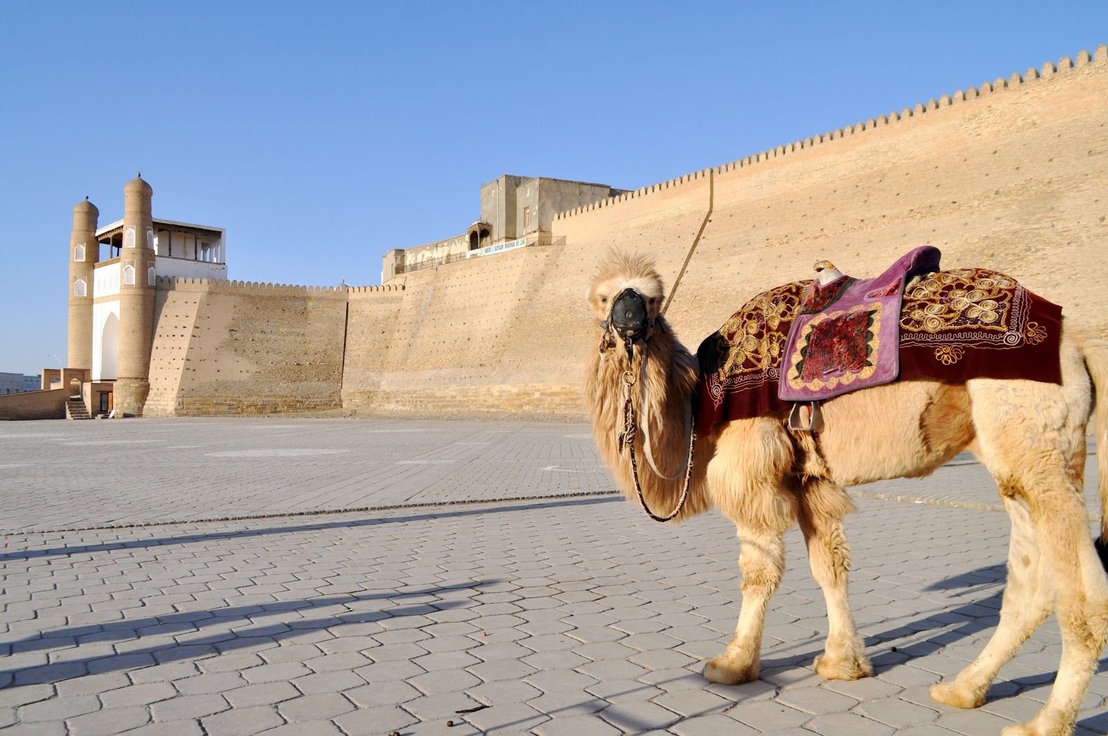 シルクロード周遊・鉄道で行くウズベキスタン5日間ツアー				 				